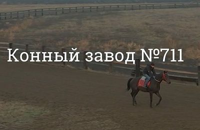 Конный завод 711